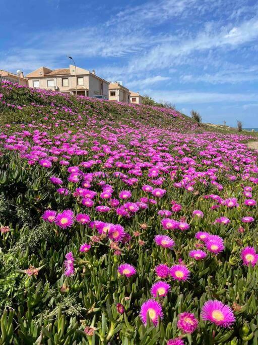 Ferienwohnung Miramar V Torrevieja Eksteriør billede